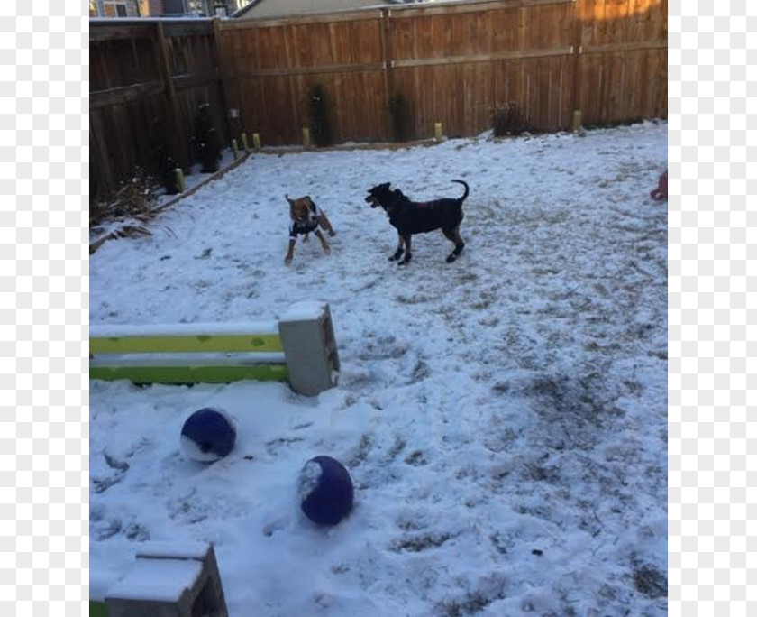 Boxer Dog Breed Sporting Group Misty Creek Drive Snow PNG