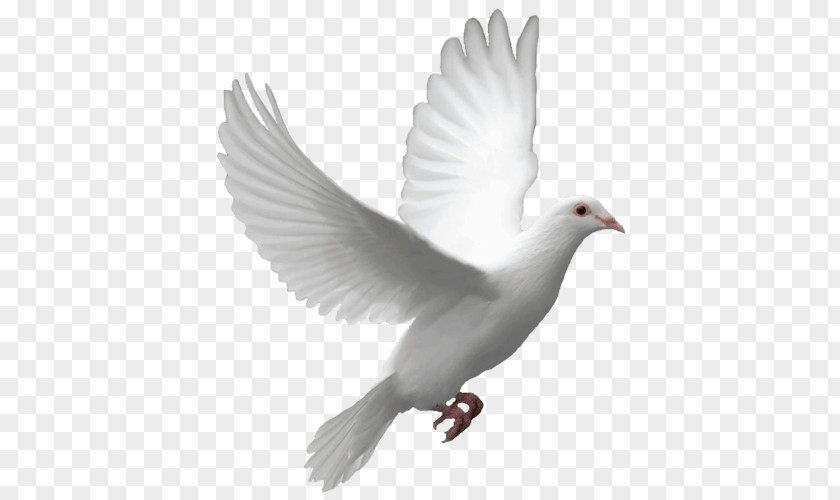 Flying Dove PNG Dove, white pigeon clipart PNG