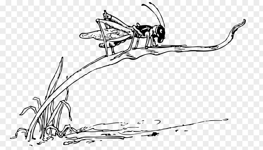 Grasshopper Locust Clip Art PNG