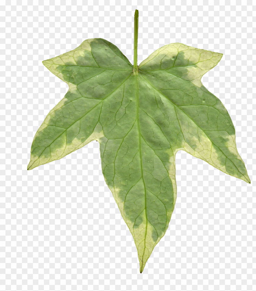 Ivy Common Leaf Vine Texture Mapping PNG