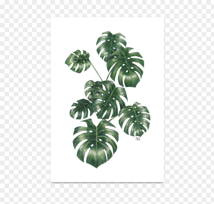 Monstera Tree Plant Leaf PNG