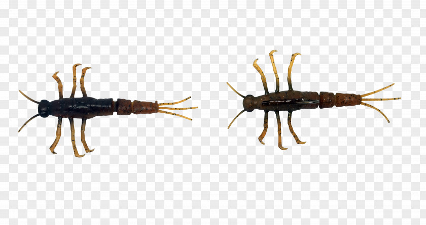 Nymph Mayfly Insect PNG