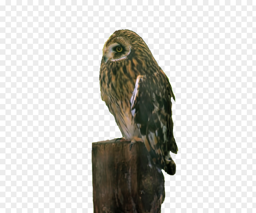 Pamela Great Grey Owl Hawk Beak PNG