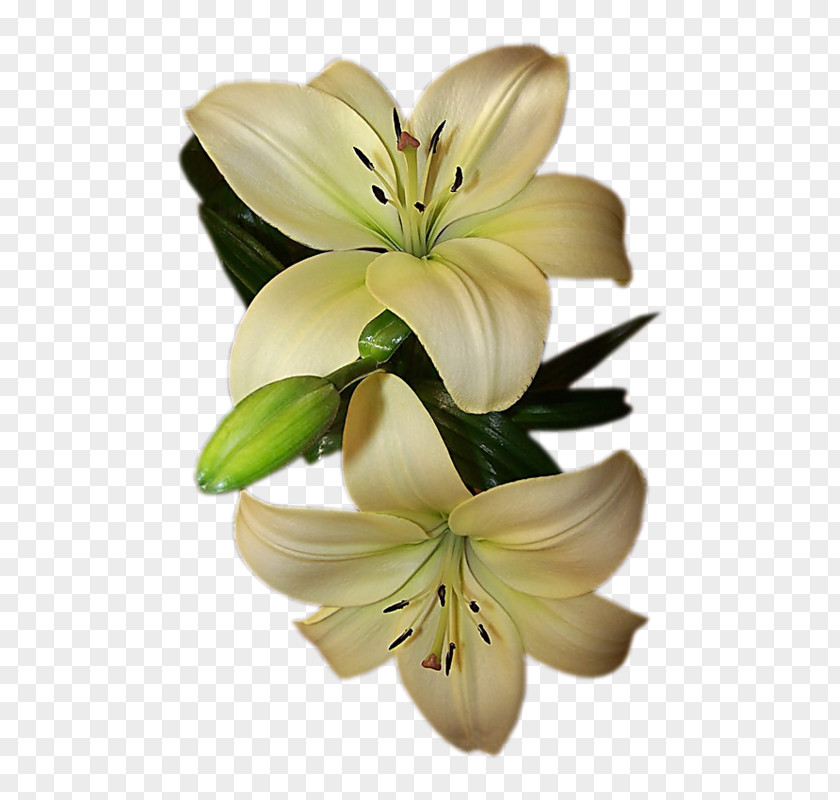 Pedicel Lily Order Bouquet Of Flowers Drawing PNG