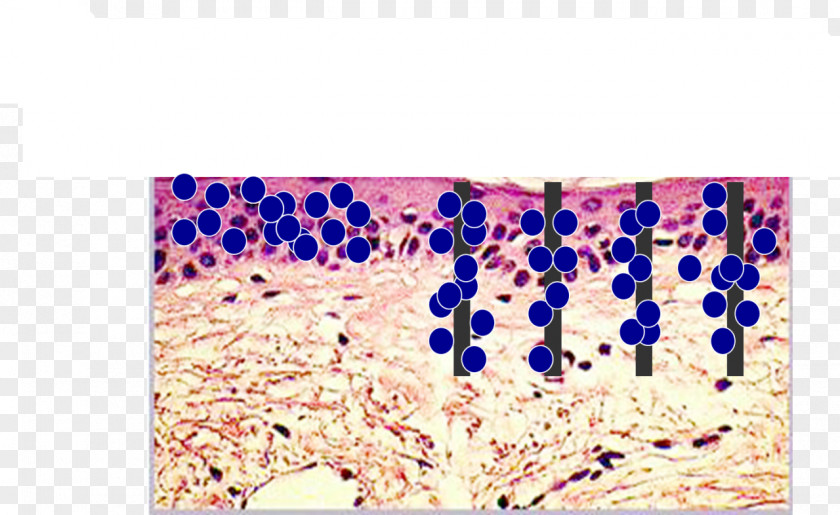 Drug-delivery Hautalterung Organism PNG