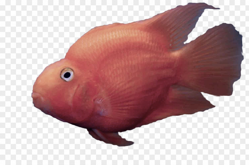 Fish Red Pink Parrotfish PNG
