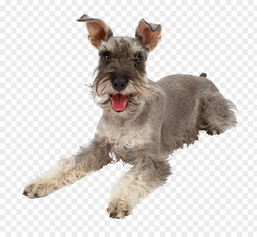 Puppy Miniature Schnauzer Poodle Yorkshire Terrier Ocicat Rottweiler PNG