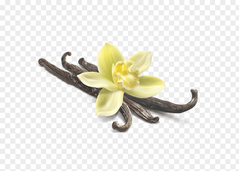 Vanilla Flower Closeup PNG Closeup, yellow orchid on brown seeds illustration clipart PNG