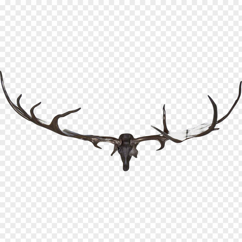 Antler Elk Aynhoe Park Deer Horn PNG