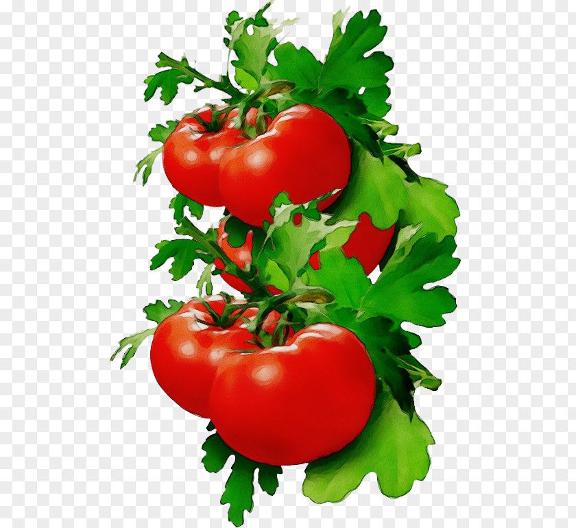 Cherry Tomatoes Fruit Tomato PNG