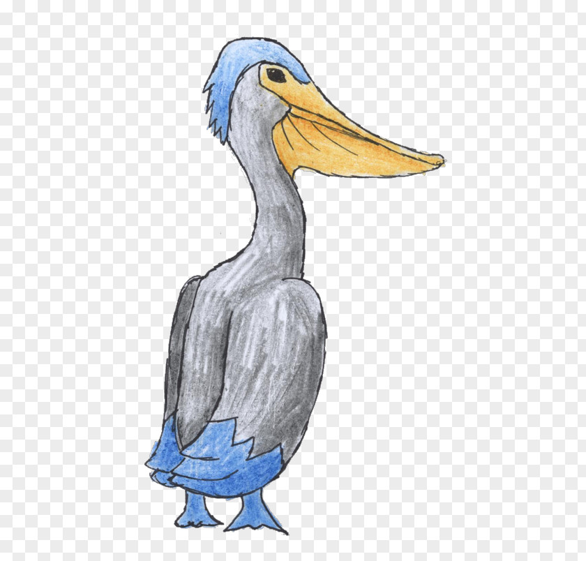 Duck Pelican Bird Illustration Beak PNG