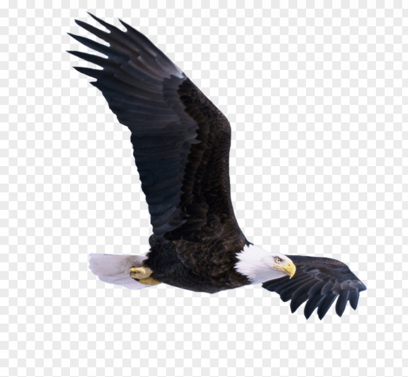 Eagle Desktop Wallpaper Transparency Bald PNG