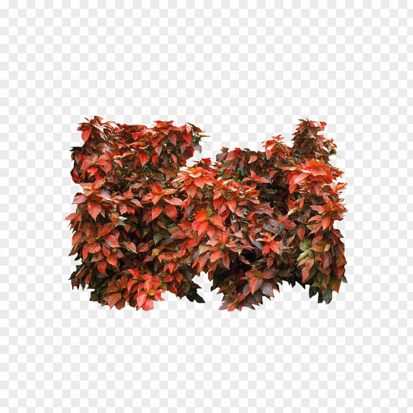 Raspberry Watch Red Mulberry Tree Maple PNG
