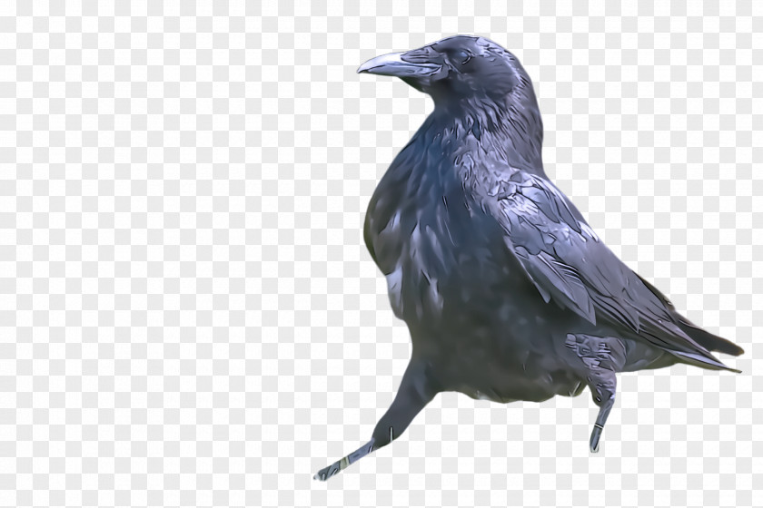 Bird Crow Raven Beak PNG