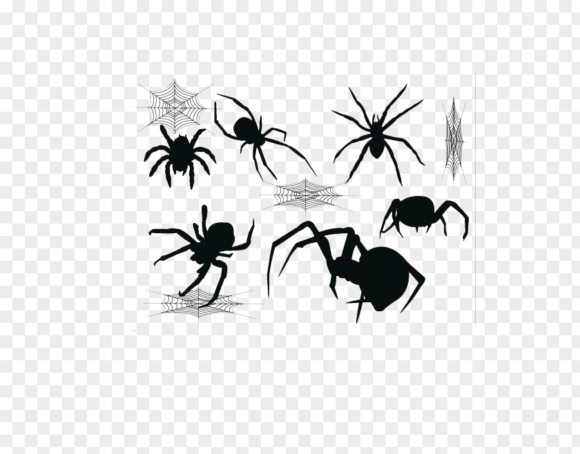 Black Spider Widow Spiders Web PNG