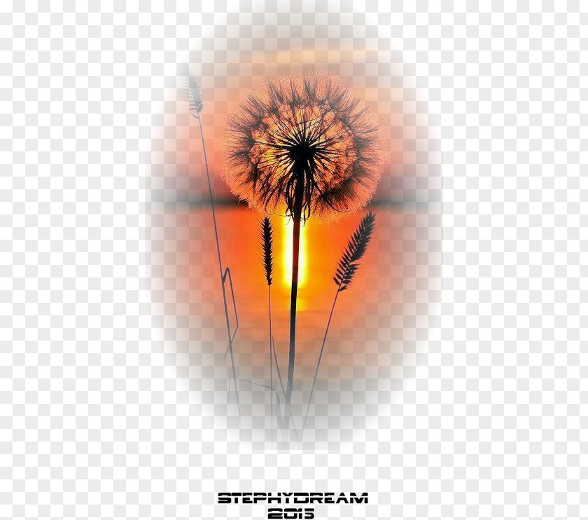 Decorative Floral Pattern Material Icon Nature Photography Sunset Quotation PNG