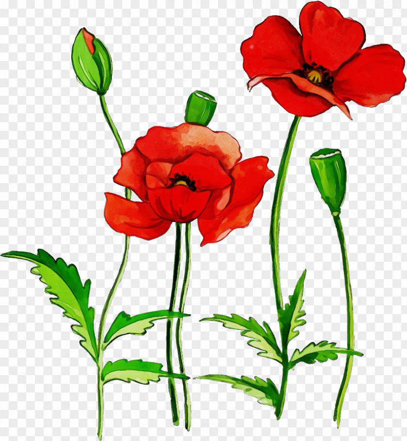 Flower Red Plant Petal Coquelicot PNG
