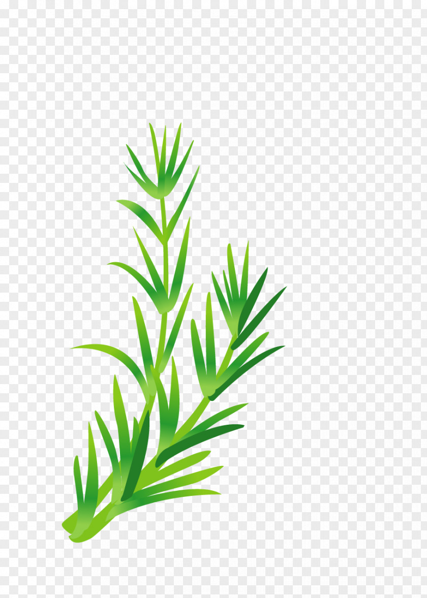 Green Leaves Leaf Vegetable Herb Illustration PNG