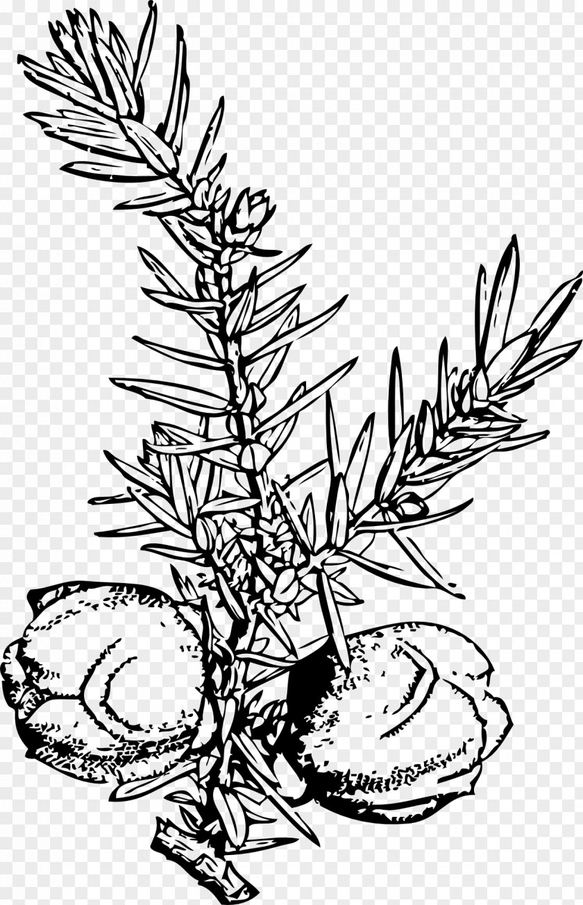 Hops Juniper Berry Drawing Common Juniperus Virginiana PNG