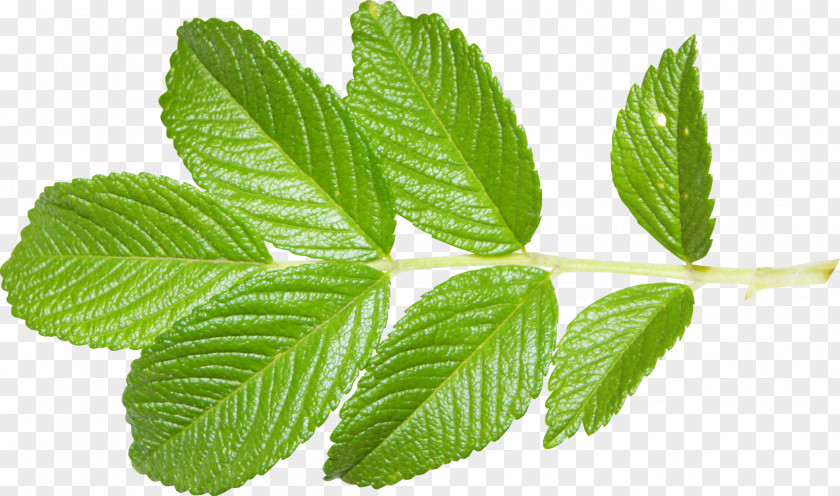 Pepermint Leaflet Red Raspberry Plant Rose PNG