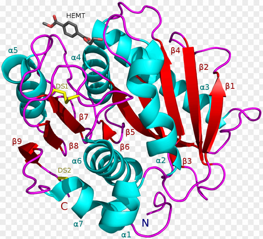 Polybutylene Adipate Terephthalate Ideonella Sakaiensis PETase Enzyme Bacteria Esterase PNG