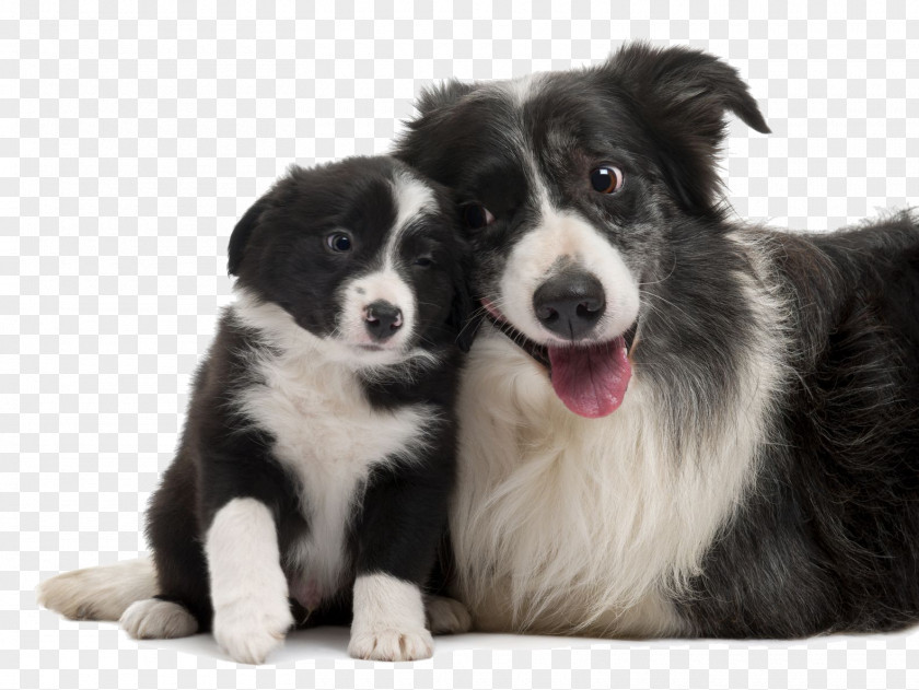 Puppy Border Collie Rough Smooth Old English Sheepdog PNG