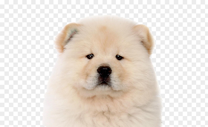 Puppy The Chow Keeshond Akita PNG