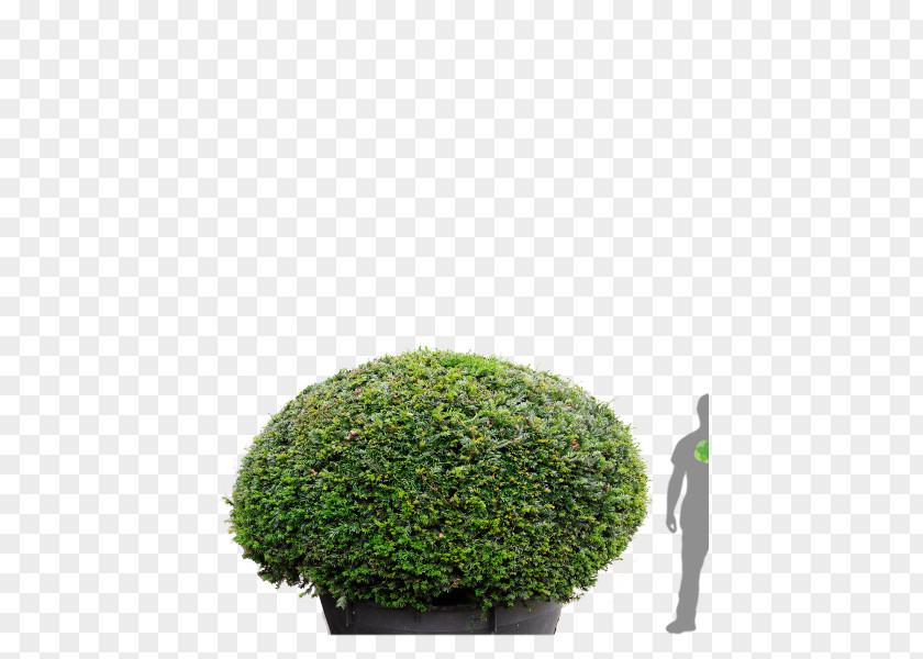 Tree Hedge English Yew Japanese Holly Topiary PNG