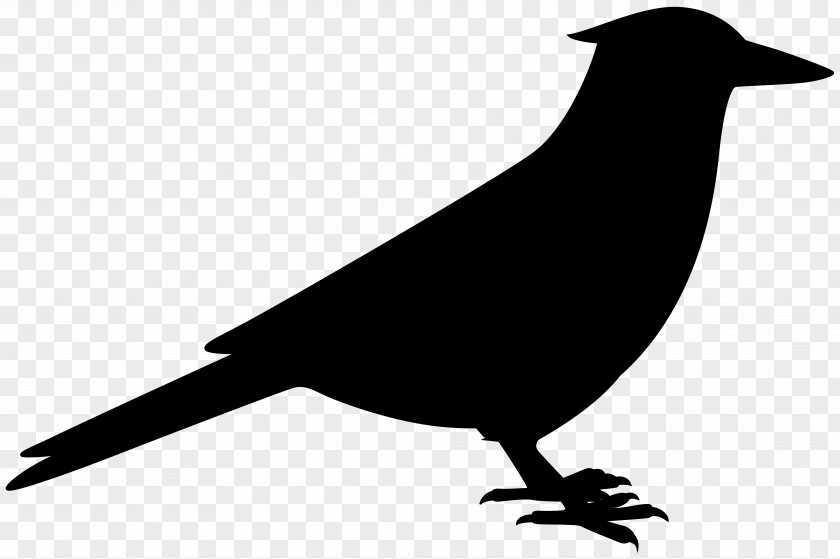 American Crow Fauna Common Raven Silhouette PNG