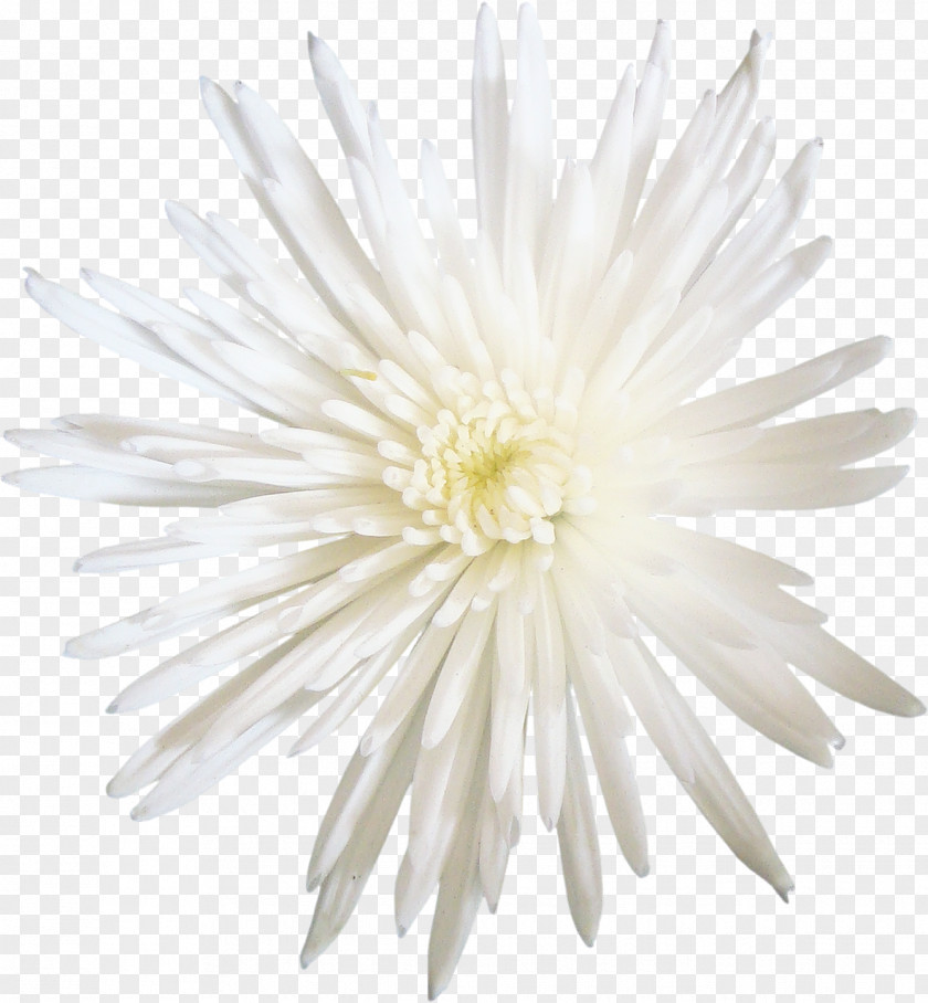 Chrysanthemum Transvaal Daisy Aster Dahlia Cut Flowers PNG
