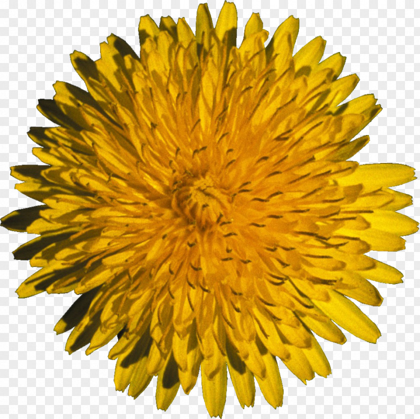 Dandelion Flower Daytime Yellow Seed PNG