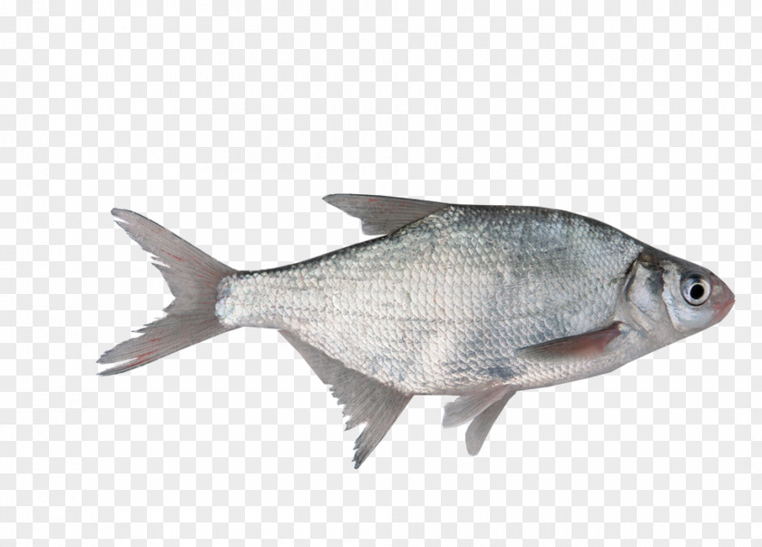 Freshwater Fish Stock Photography PNG