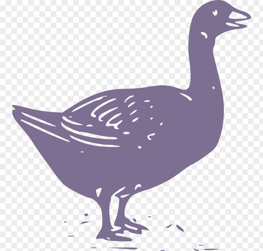 Goose Duck Bird Feather PNG