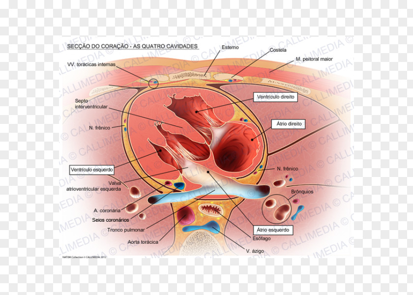 Heart Valve Human Anatomy Circulatory System PNG