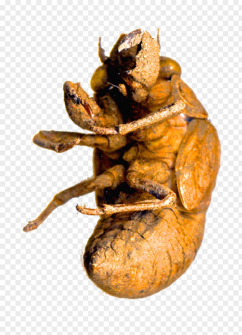 Insect True Bugs Pest Pollinator PNG