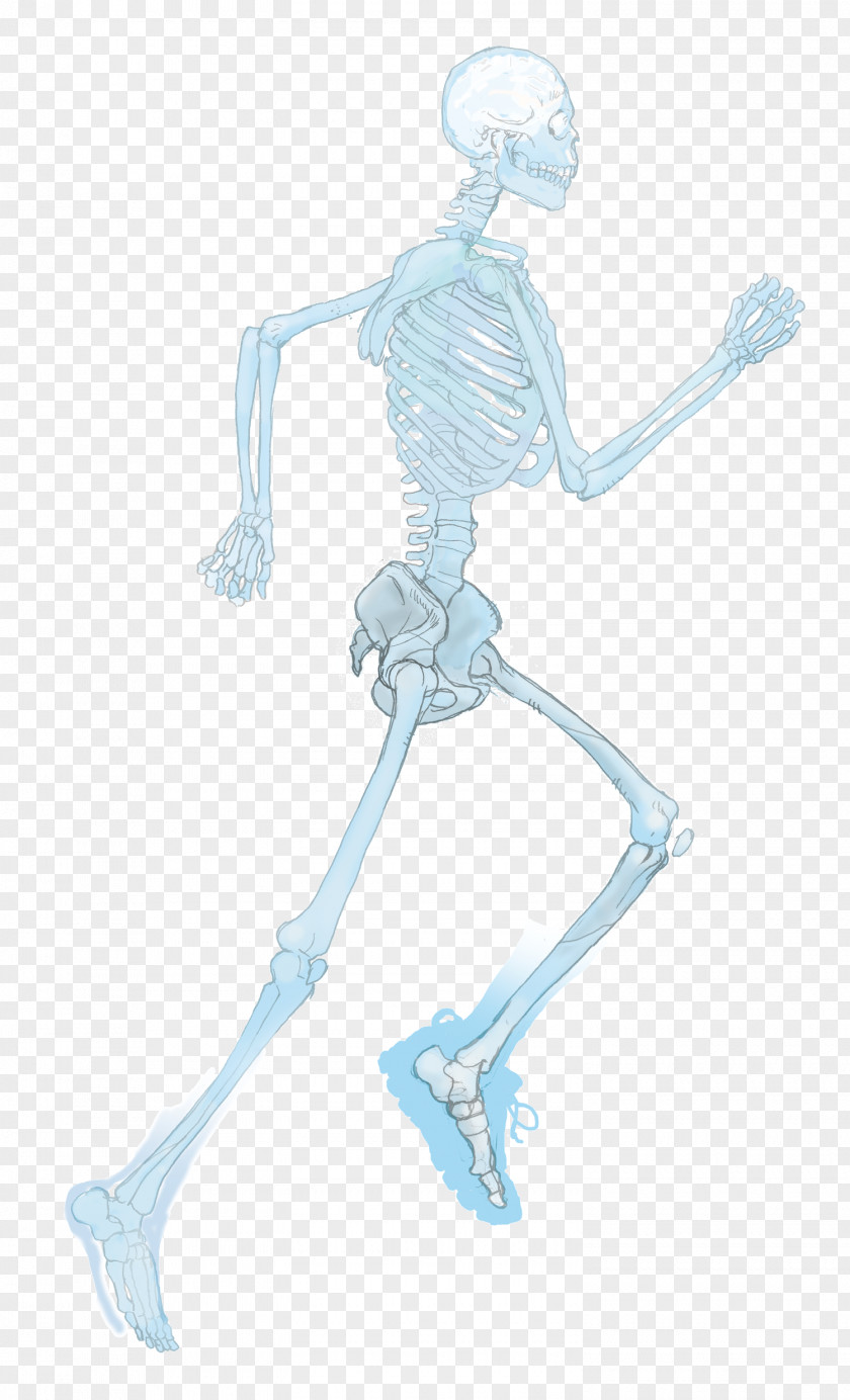 Marathon Drawing Homo Sapiens Shoulder PNG