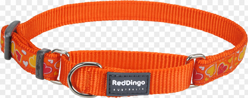 Red Collar Dog Martingale Dingo PNG