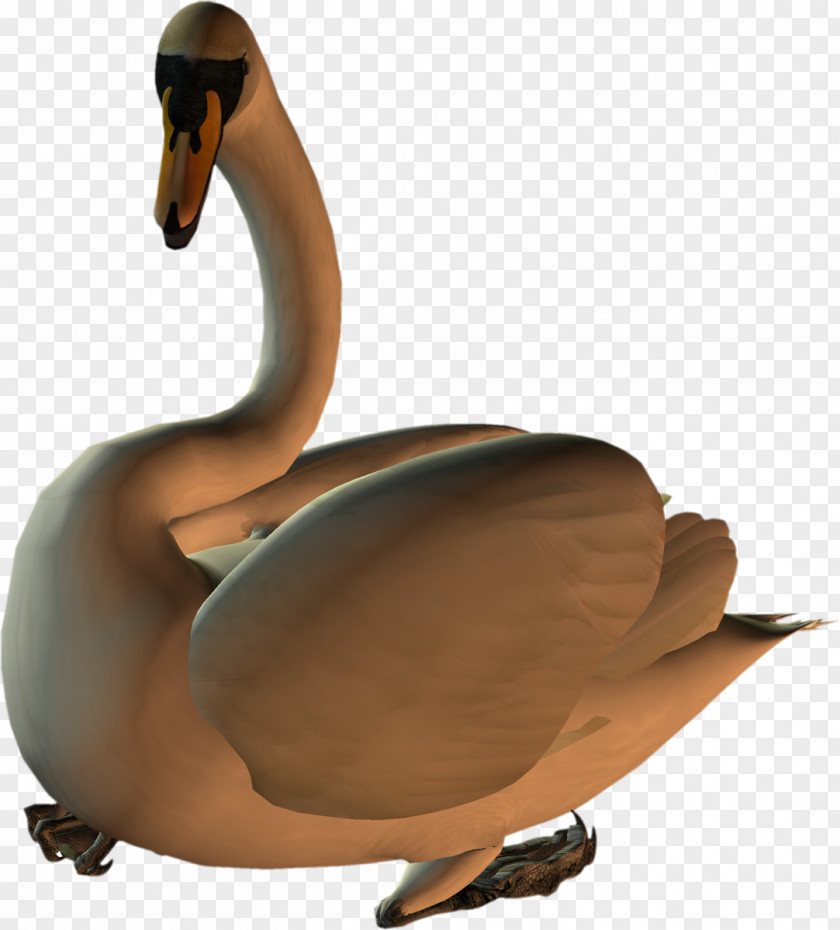 Swan Duck Goose Cygnini Bird Anatidae PNG