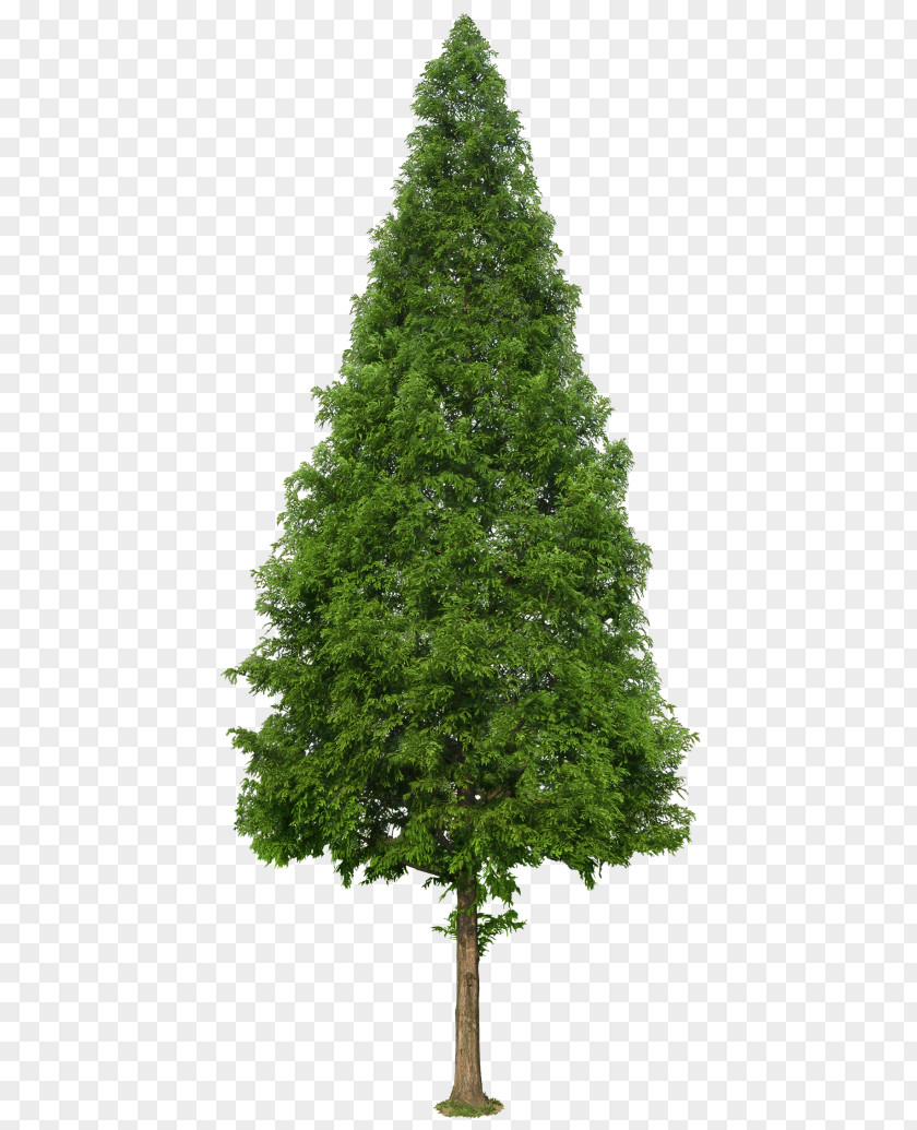 Tree Pine Landscape Architecture Populus Nigra PNG