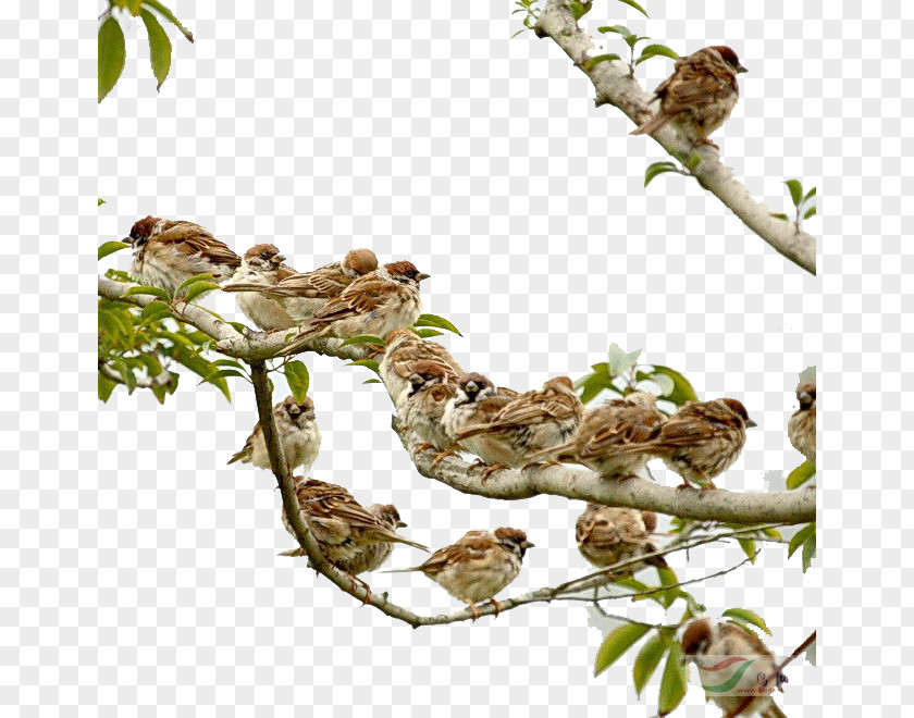 A Group Of Sparrows Eurasian Tree Sparrow Four Pests Campaign Mahjong Bird PNG