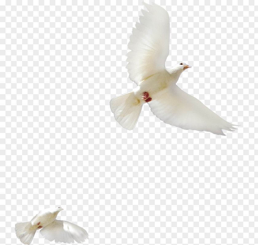 Bird Rock Dove Columbidae 两只白鸽 PNG