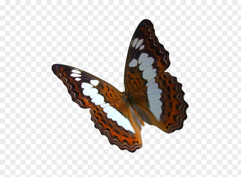 Creative Butterfly Monarch Greta Oto Clip Art PNG