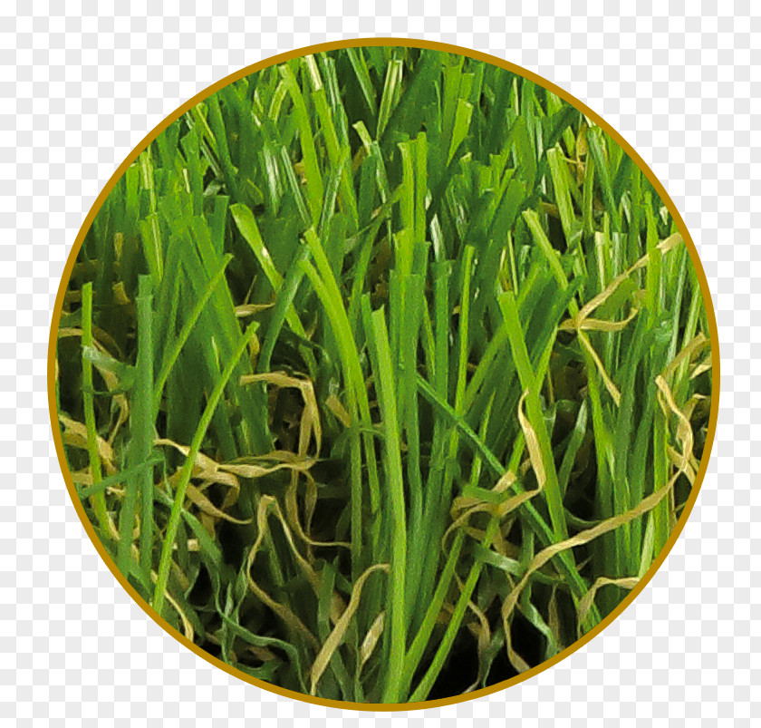 Green Landscape Artificial Turf Prato Wheatgrass Mediterranean Sea Plant PNG