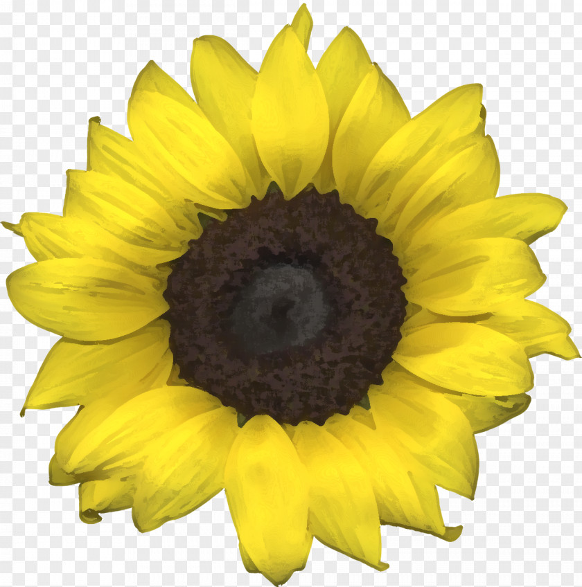 Hair Common Sunflower Coloring PNG