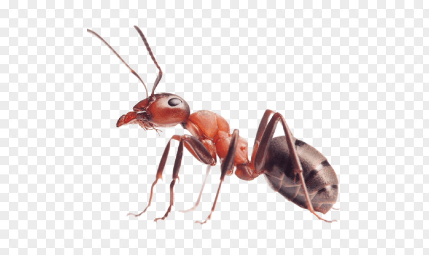 Insect Red Imported Fire Ant Pest Colony PNG