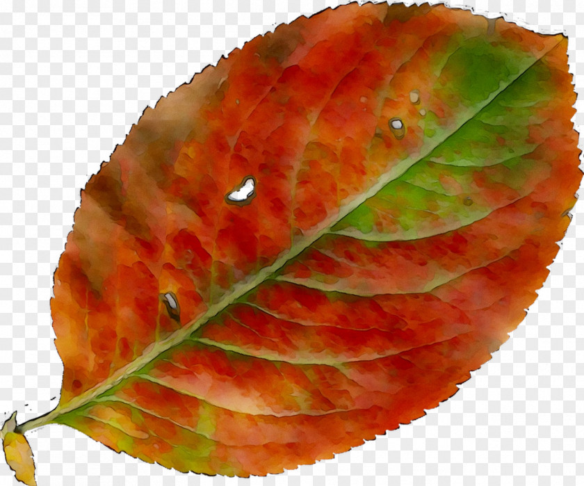 Leaf PNG