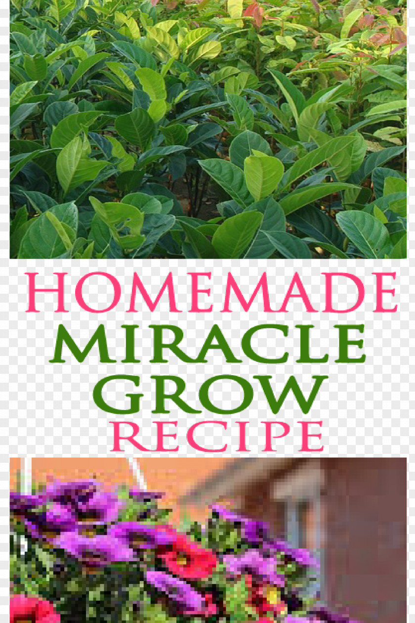 Plant Miracle-Gro Gardening Food PNG