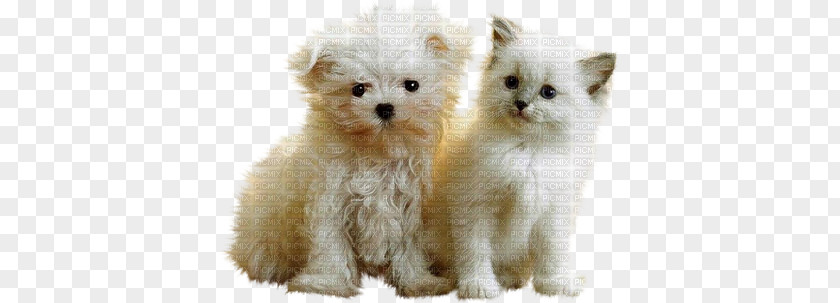 Puppy Pomeranian Kitten Cat Maltese Dog PNG