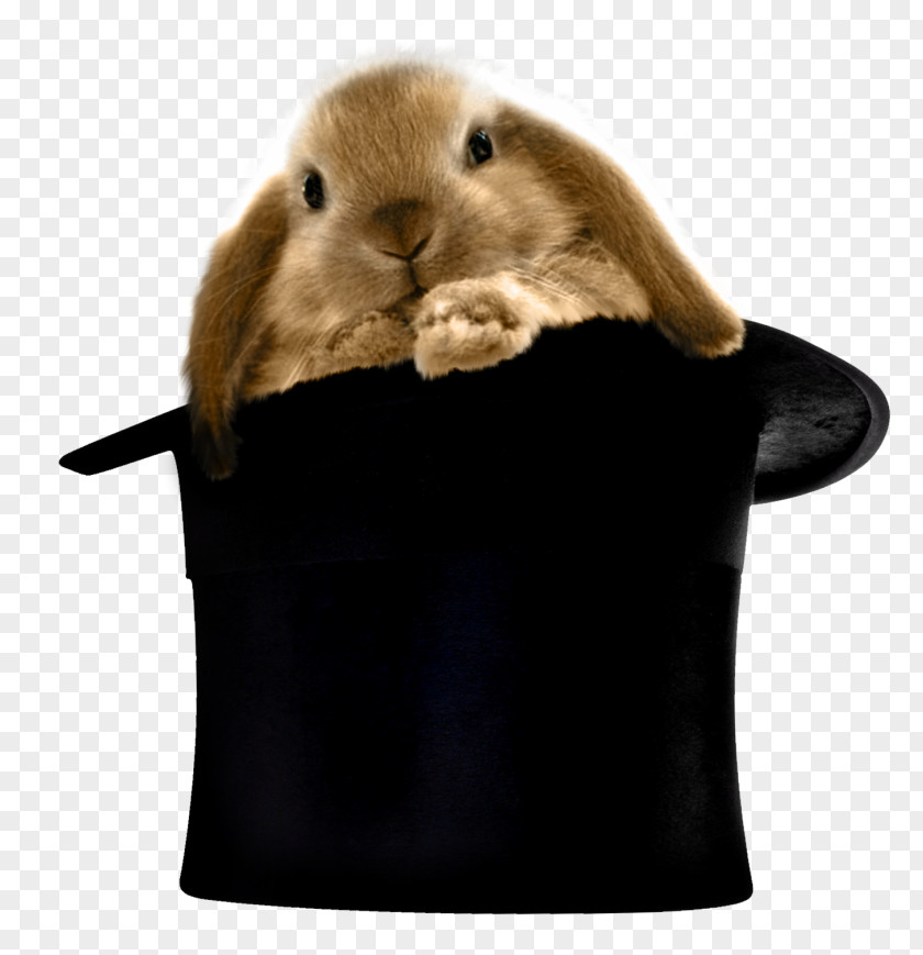 Rabbit In Hat Clipart Top Hair Clothing PNG