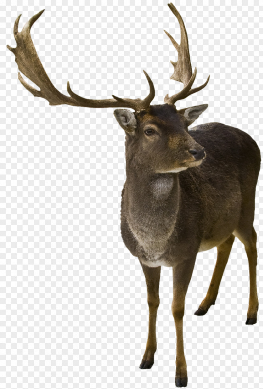 Reindeer Rudolph Santa Claus Antler PNG